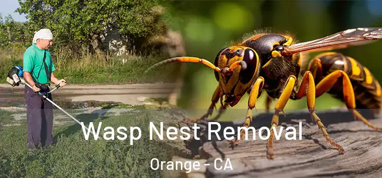 Wasp Nest Removal Orange - CA