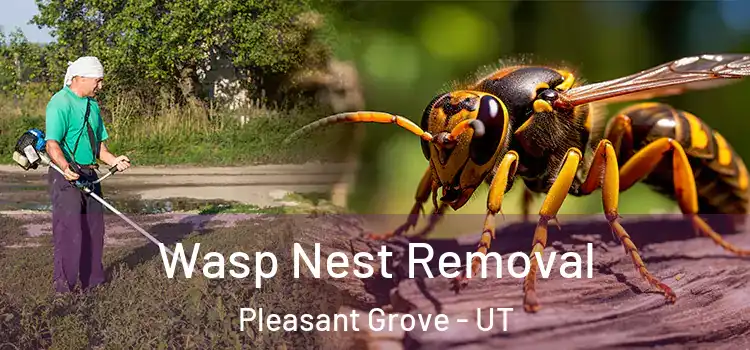  Wasp Nest Removal Pleasant Grove - UT