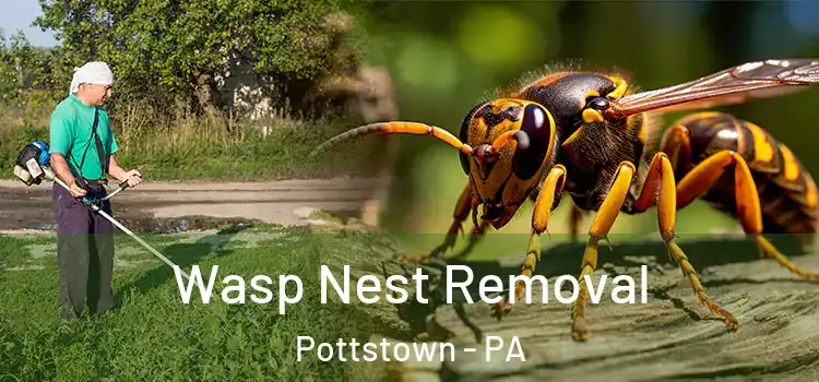  Wasp Nest Removal Pottstown - PA