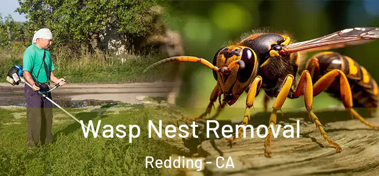  Wasp Nest Removal Redding - CA