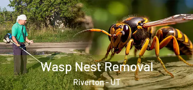  Wasp Nest Removal Riverton - UT