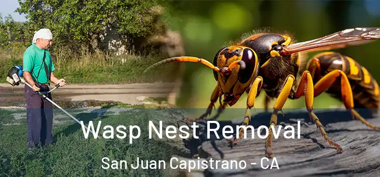  Wasp Nest Removal San Juan Capistrano - CA