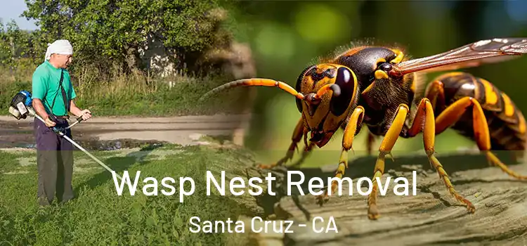 Wasp Nest Removal Santa Cruz - CA
