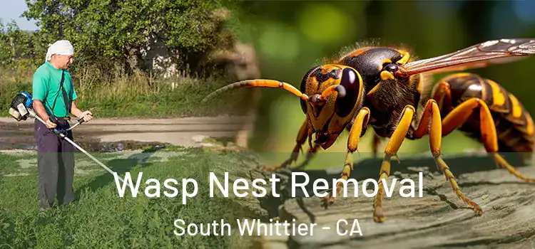  Wasp Nest Removal South Whittier - CA