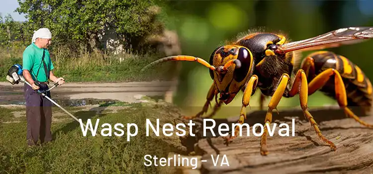  Wasp Nest Removal Sterling - VA