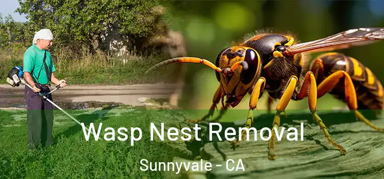  Wasp Nest Removal Sunnyvale - CA