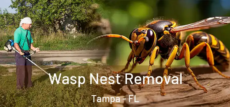  Wasp Nest Removal Tampa - FL