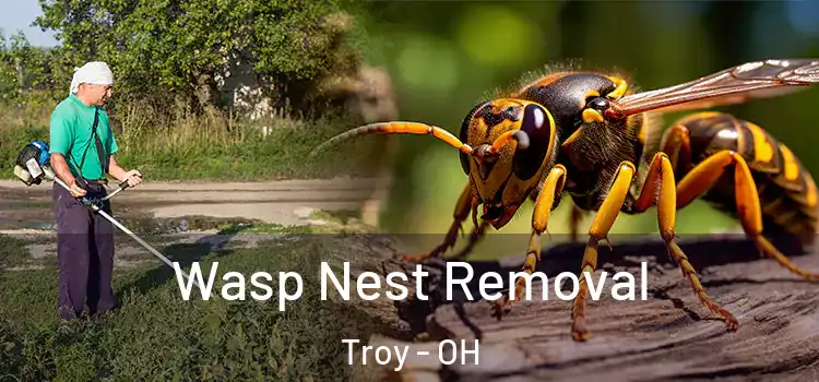 Wasp Nest Removal Troy - OH