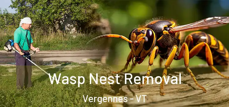 Wasp Nest Removal Vergennes - VT