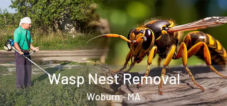  Wasp Nest Removal Woburn - MA