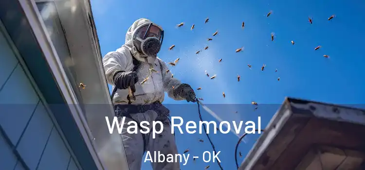  Wasp Removal Albany - OK