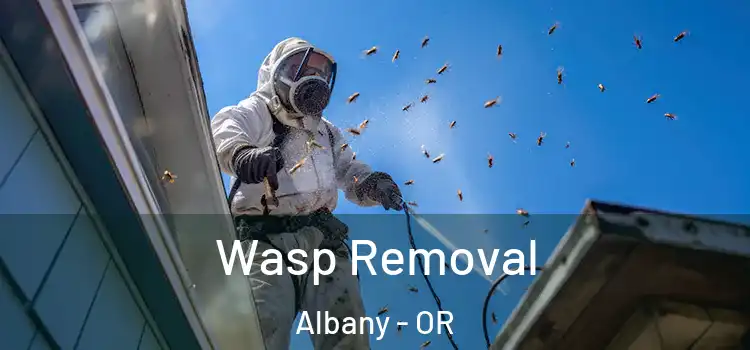 Wasp Removal Albany - OR