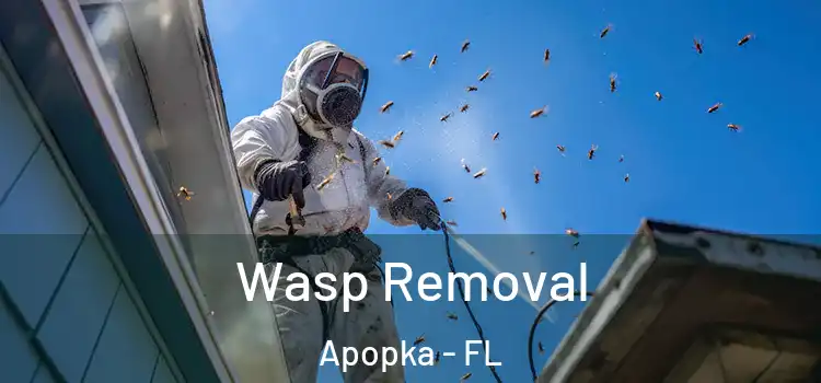 Wasp Removal Apopka - FL