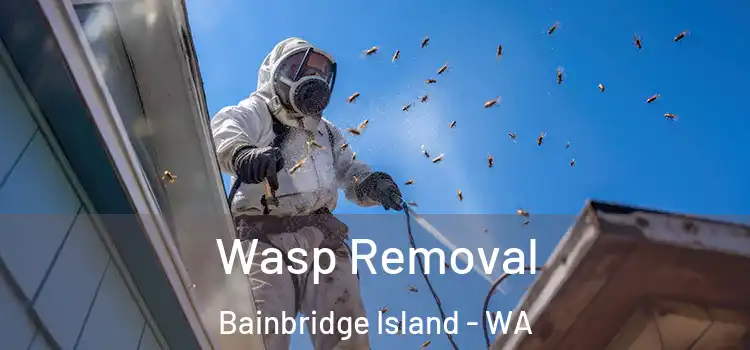  Wasp Removal Bainbridge Island - WA