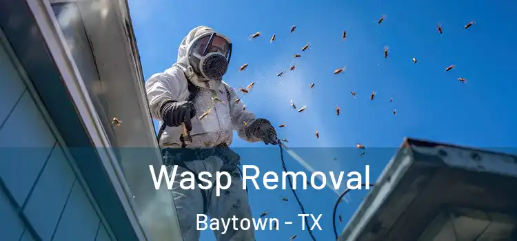 Wasp Removal Baytown - TX
