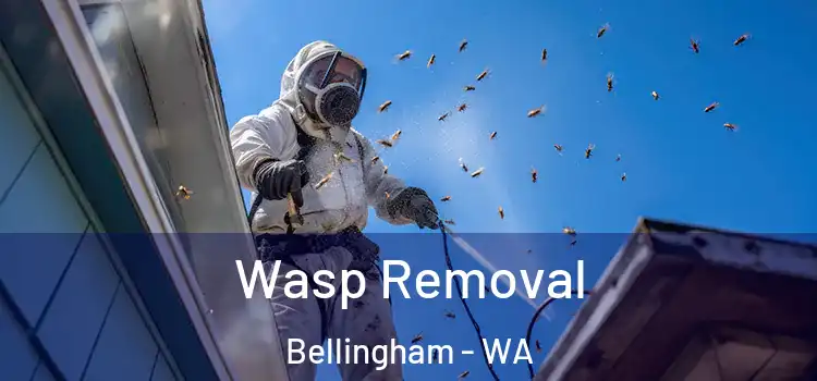  Wasp Removal Bellingham - WA