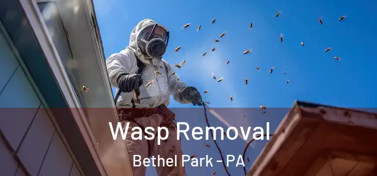 Wasp Removal Bethel Park - PA