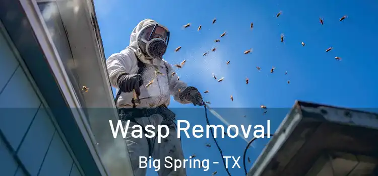  Wasp Removal Big Spring - TX