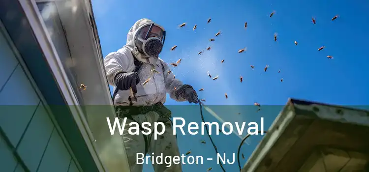 Wasp Removal Bridgeton - NJ