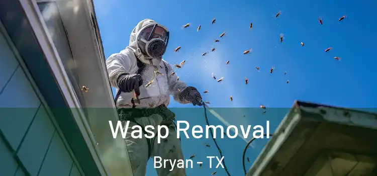 Wasp Removal Bryan - TX