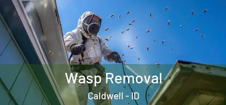  Wasp Removal Caldwell - ID
