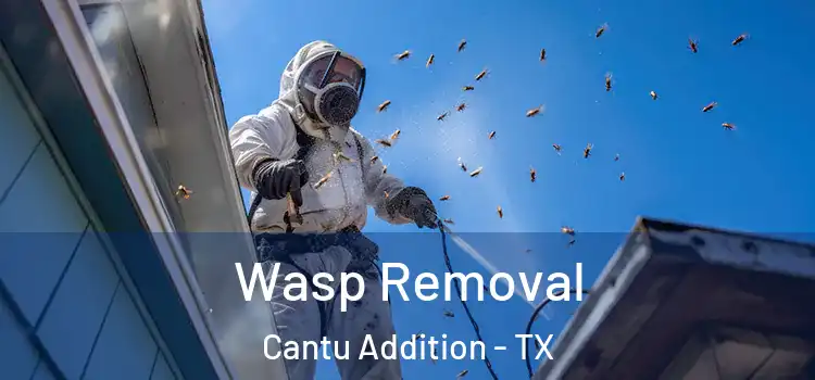  Wasp Removal Cantu Addition - TX