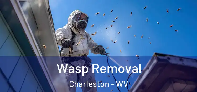Wasp Removal Charleston - WV