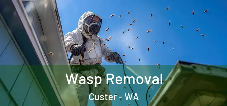  Wasp Removal Custer - WA