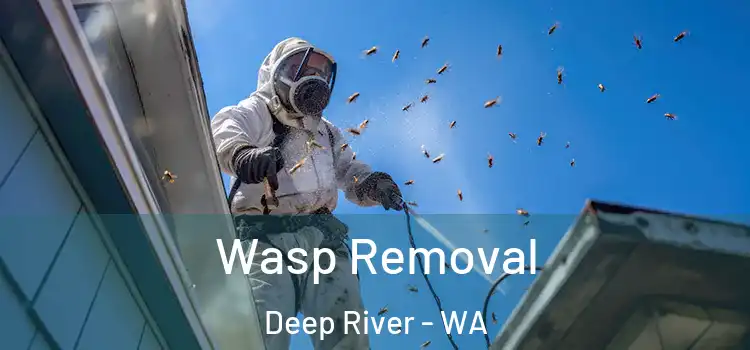  Wasp Removal Deep River - WA