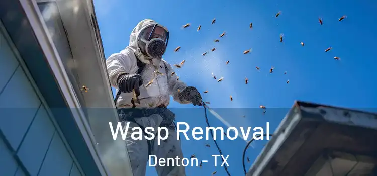  Wasp Removal Denton - TX