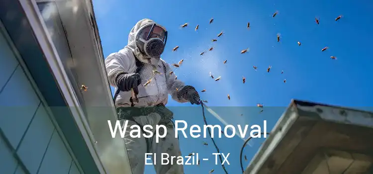 Wasp Removal El Brazil - TX