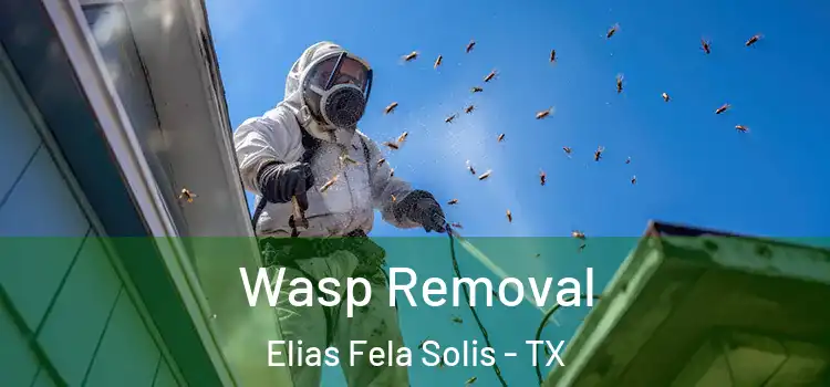 Wasp Removal Elias Fela Solis - TX
