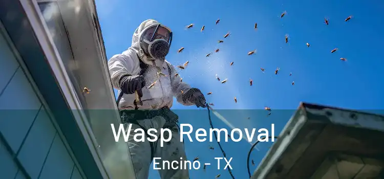  Wasp Removal Encino - TX
