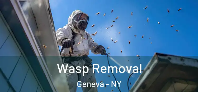  Wasp Removal Geneva - NY