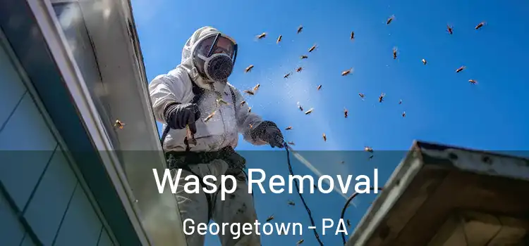 Wasp Removal Georgetown - PA