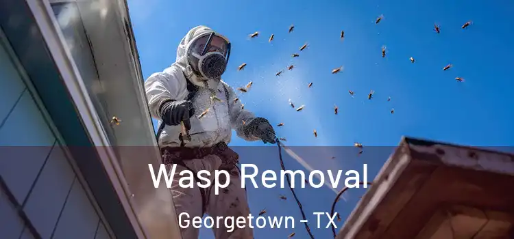  Wasp Removal Georgetown - TX