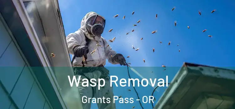 Wasp Removal Grants Pass - OR