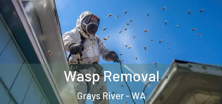  Wasp Removal Grays River - WA