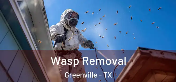  Wasp Removal Greenville - TX