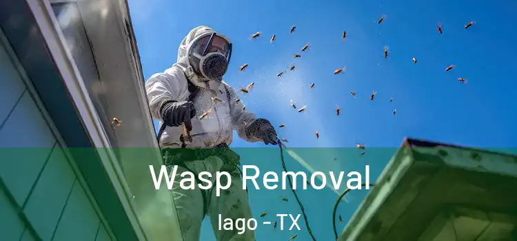  Wasp Removal Iago - TX