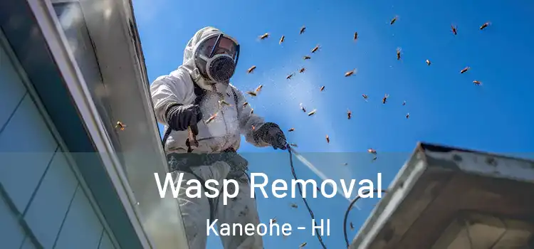 Wasp Removal Kaneohe - HI