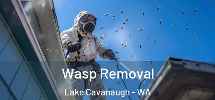  Wasp Removal Lake Cavanaugh - WA