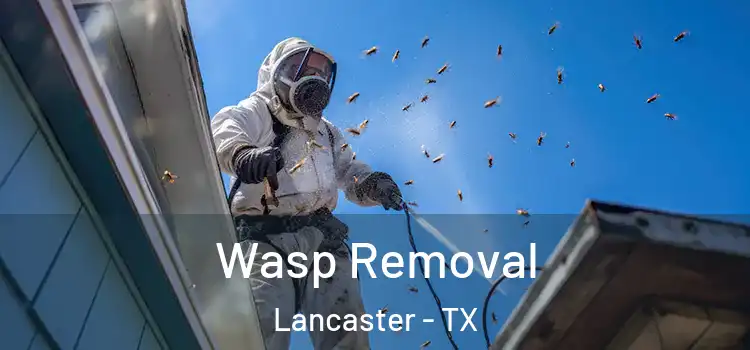  Wasp Removal Lancaster - TX