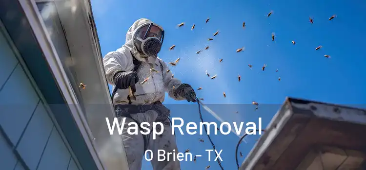  Wasp Removal O Brien - TX