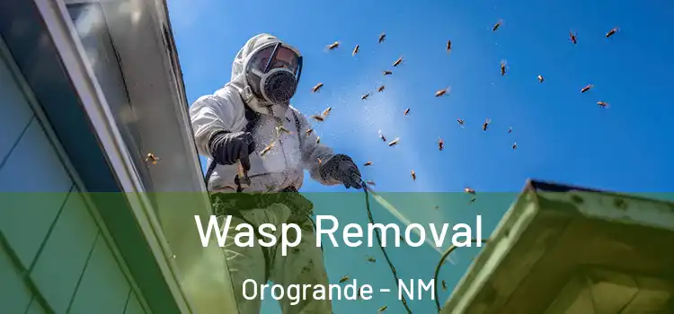 Wasp Removal Orogrande - NM