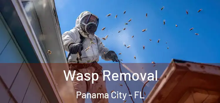 Wasp Removal Panama City - FL