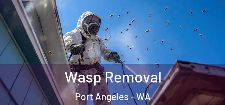  Wasp Removal Port Angeles - WA