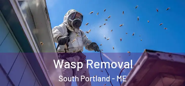 Wasp Removal South Portland - ME