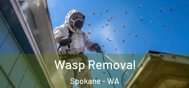  Wasp Removal Spokane - WA