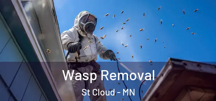 Wasp Removal St Cloud - MN